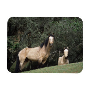 Magnet Flexible Chevaux Mustang Sauvages 6