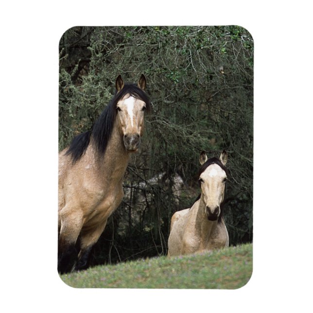 Magnet Flexible Chevaux Mustang Sauvages 6 (Vertical)
