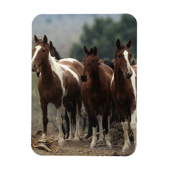 Magnet Flexible Chevaux Mustang Sauvages 7 (Vertical)