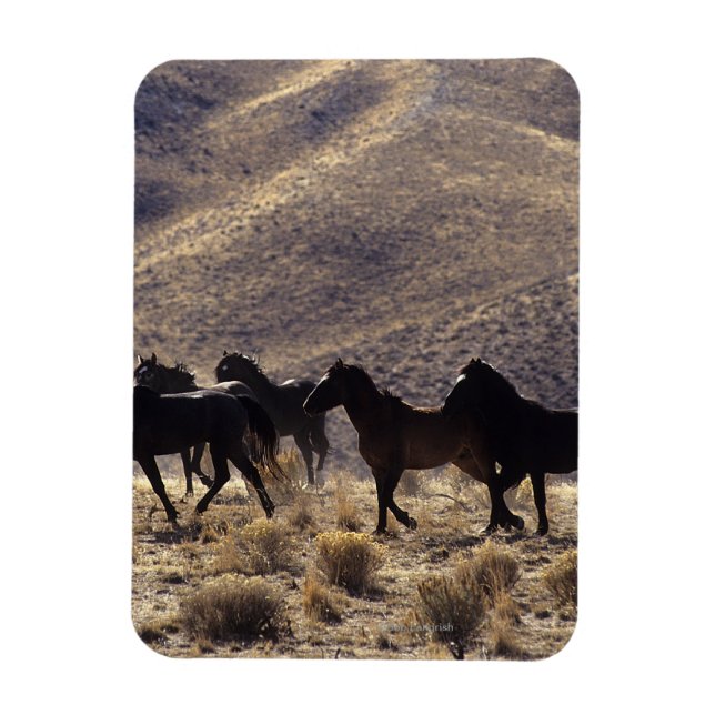 Magnet Flexible Chevaux Mustang sauvages dans le désert 1 (Vertical)