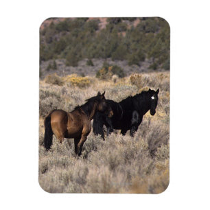Magnet Flexible Chevaux Mustang sauvages dans le désert 2