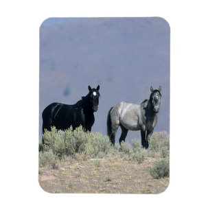 Magnet Flexible Chevaux Mustang sauvages dans le désert 3