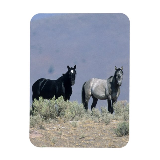 Magnet Flexible Chevaux Mustang sauvages dans le désert 3 (Vertical)