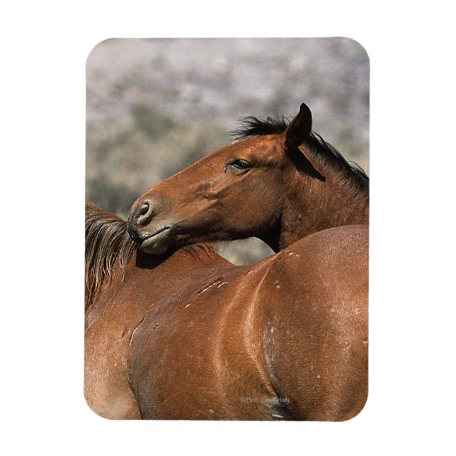 Magnet Flexible Chevaux Mustang Sauvages Touchant (Vertical)