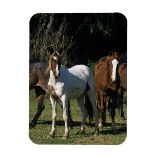 Magnet Flexible Chevaux sauvages 1 de mustang