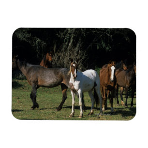 Magnet Flexible Chevaux sauvages 1 de mustang
