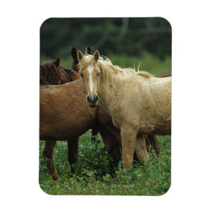 Magnet Flexible Chevaux sauvages 4 de mustang