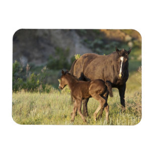 Magnet Flexible Chevaux sauvages dans le parc national Theodore Ro