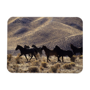 Magnet Flexible Chevaux sauvages de mustang dans le désert 1