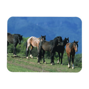 Magnet Flexible Chevaux sauvages de mustang dans les montagnes