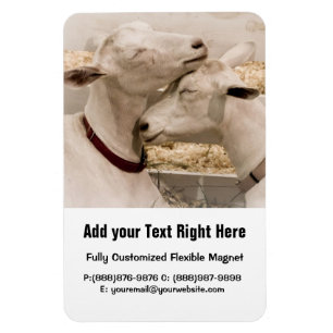 Magnet Flexible Chèvres en train de se battre