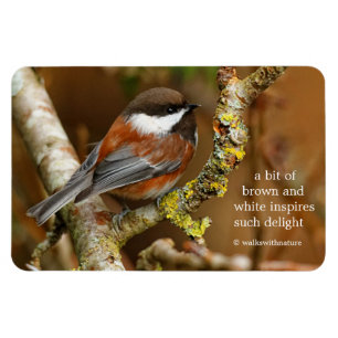 Magnet Flexible Chickadee Songbird dans l'arbre à dos de châtaigni