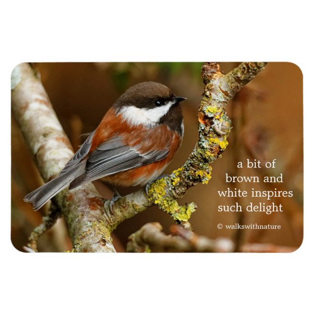 Magnet Flexible Chickadee Songbird dans l'arbre à dos de châtaigni (Horizontal)