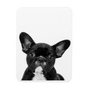 Magnet Flexible Chien adorable   Black French Bulldog Face