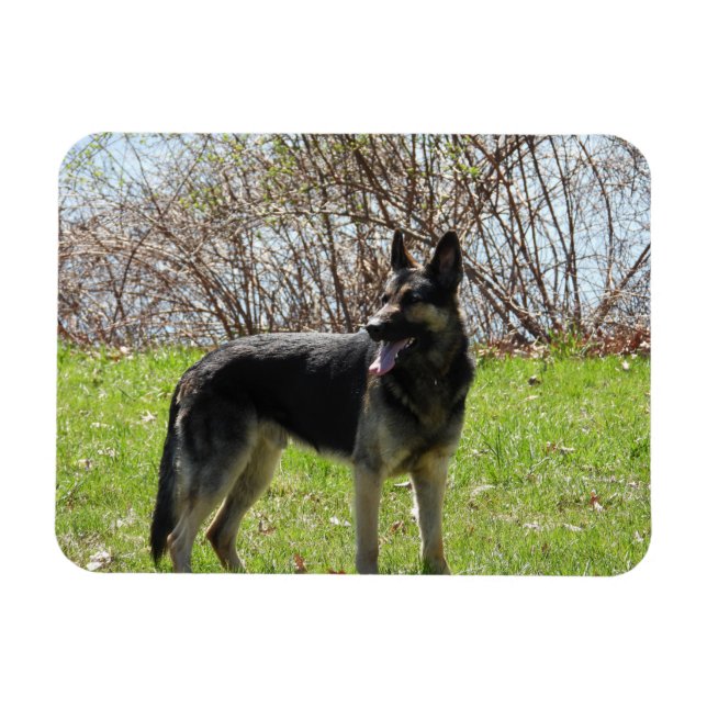 Magnet Flexible Chien berger allemand (Horizontal)