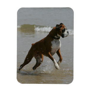 Magnet Flexible Chien de boîte dans l'eau