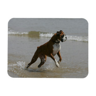 Magnet Flexible Chien de boîte dans l'eau
