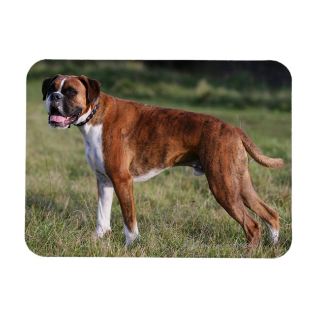 Magnet Flexible Chien de boîte debout (Horizontal)