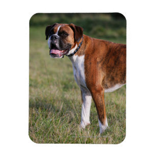 Magnet Flexible Chien de boîte debout