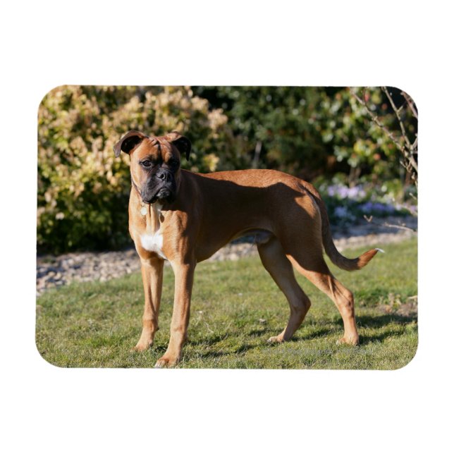 Magnet Flexible Chien de boxe de la faune debout (Horizontal)