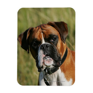 Magnet Flexible Chien de boxeur regardant fixement