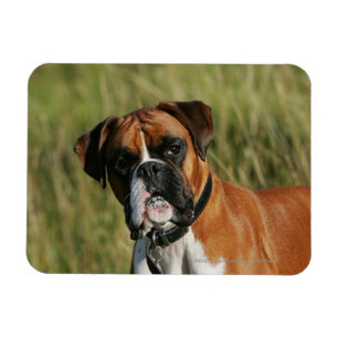 Magnet Flexible Chien de boxeur regardant fixement