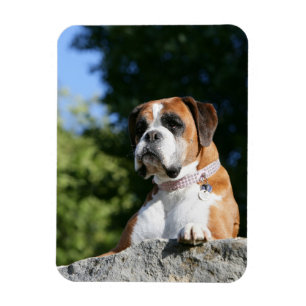 Magnet Flexible Chien de boxeur s'étendant sur une roche