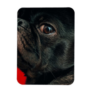 Magnet Flexible chien de rojo