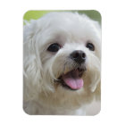 Chien maltais blanc