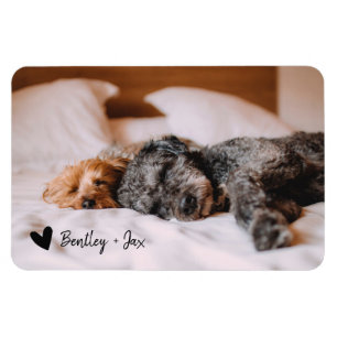 Magnet Flexible Chien pour animaux de compagnie à photo complète