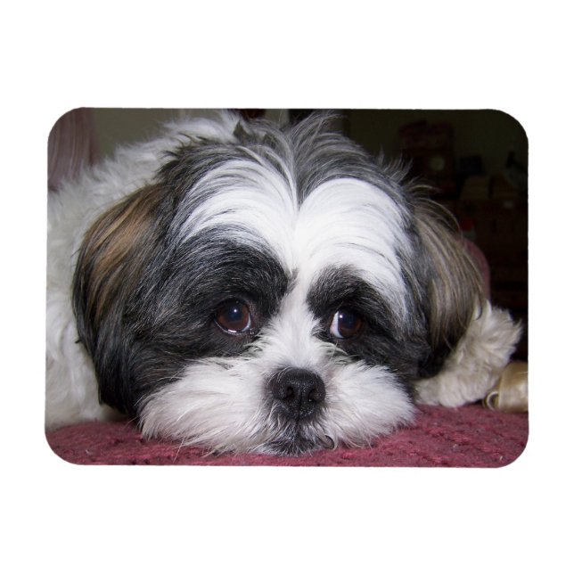 Magnet Flexible Chien Shih Tzu (Horizontal)
