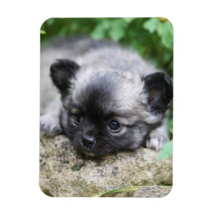 Magnet Flexible Chihuahua