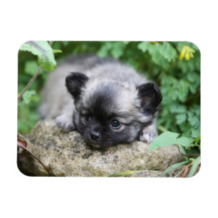 Magnet Flexible Chihuahua