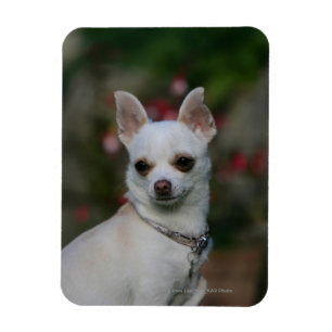 Magnet Flexible Chihuahua blanc