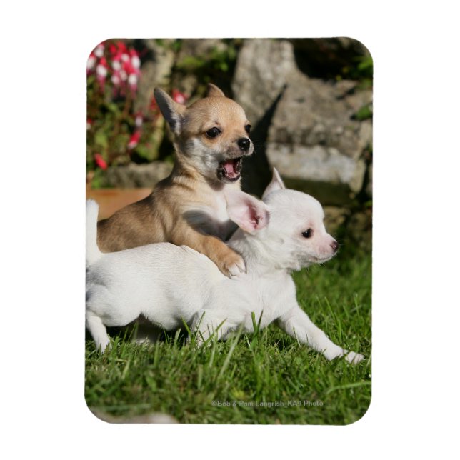 Magnet Flexible Chihuahua Chippie Jouer (Vertical)