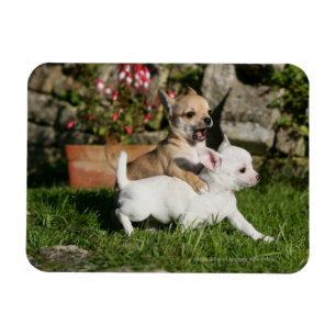 Magnet Flexible Chihuahua Chippie Jouer