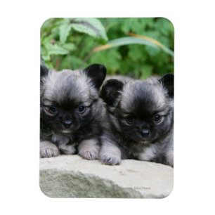 Magnet Flexible Chihuahua Chiuppies