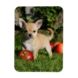 Magnet Flexible Chihuahua Chiuppy avec pommes