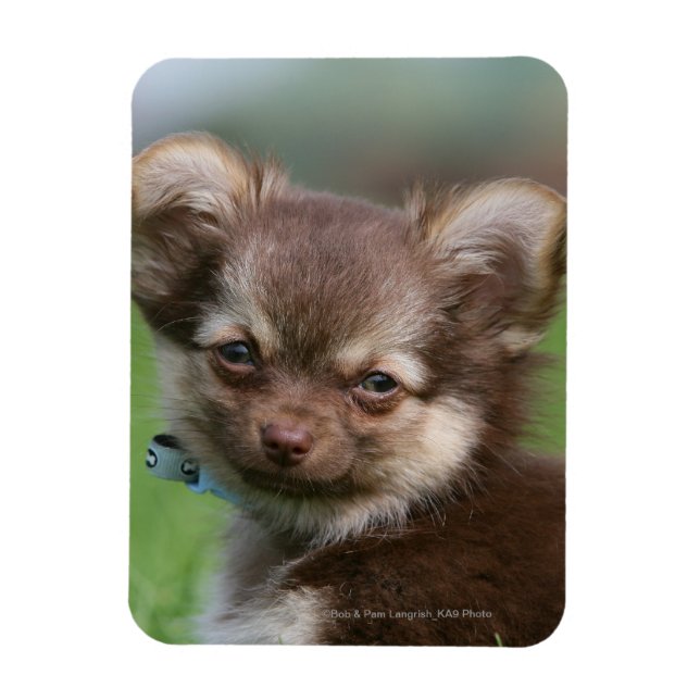 Magnet Flexible Chihuahua Chiuppy regardant la caméra (Vertical)