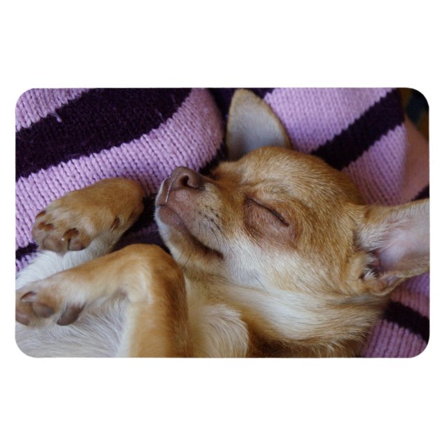 Magnet Flexible Chihuahua endormi (Horizontal)