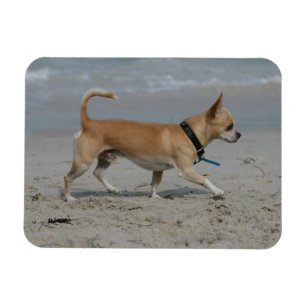 Magnet Flexible Chihuahua sur la plage