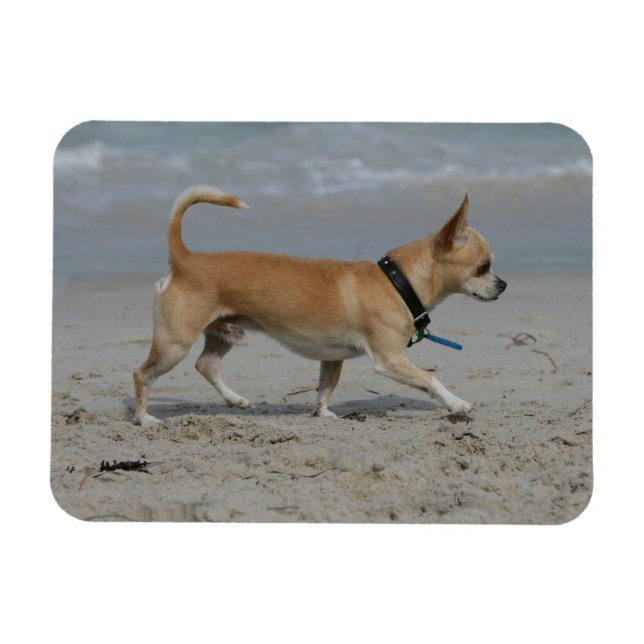 Magnet Flexible Chihuahua sur la plage (Horizontal)