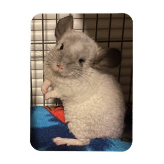 Magnet Flexible chinchilla