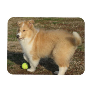 Magnet Flexible Chiot à collie rugueux avec aimant à bille