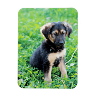 Magnet Flexible Chiot berger allemand