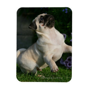 Magnet Flexible Chiot Carlin inconnu