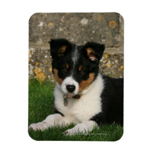 Magnet Flexible Chiot de border collie avec la feuille dans la