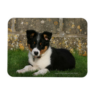 Magnet Flexible Chiot de border collie avec la feuille dans la