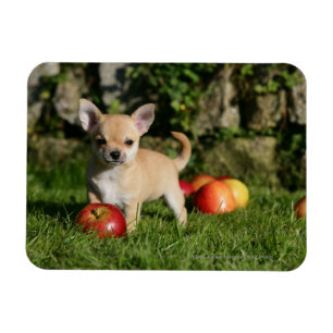 Magnet Flexible Chiot de chiwawa avec des pommes