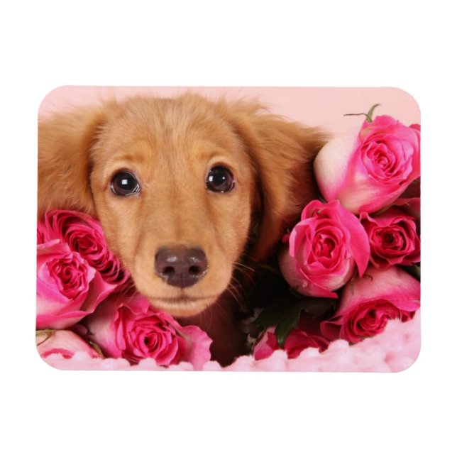Magnet Flexible Chiot de Dachshund Entouré de Roses (Horizontal)